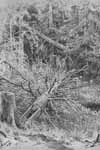 Шишкин, В лесу. Упавшее дерево (380*531)